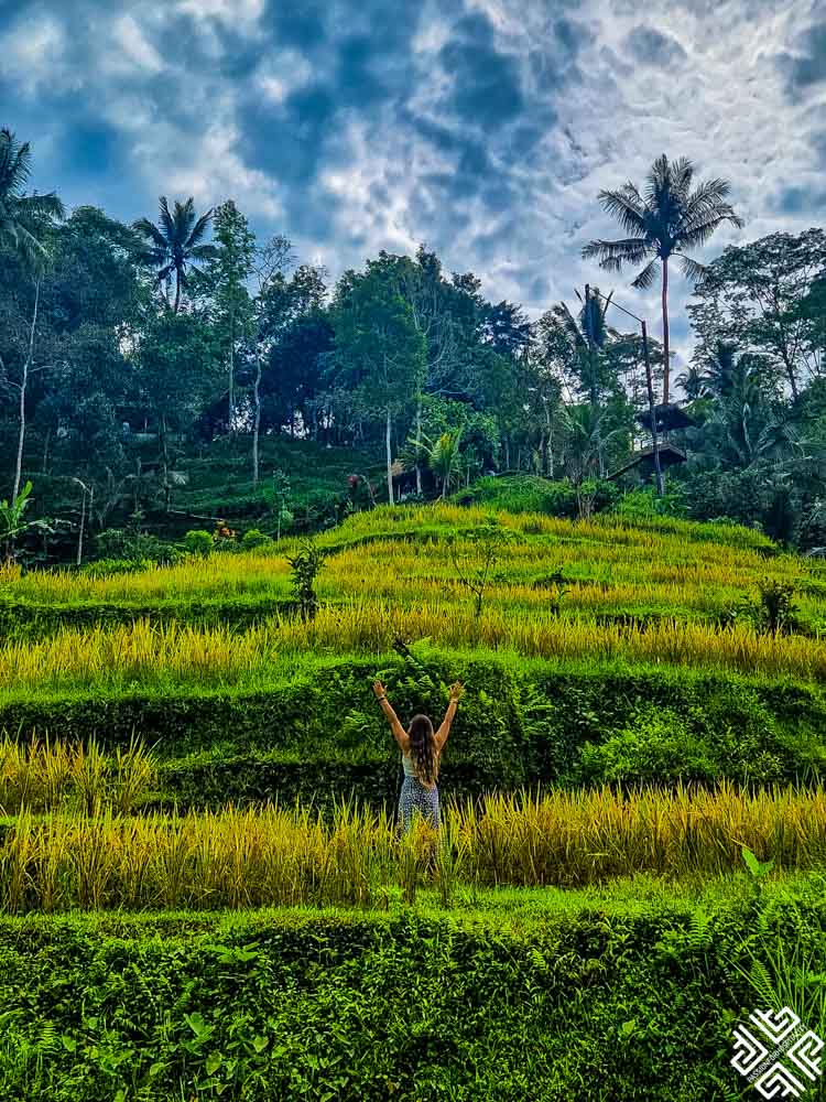 Tegalalang Rice Terrace in Bali